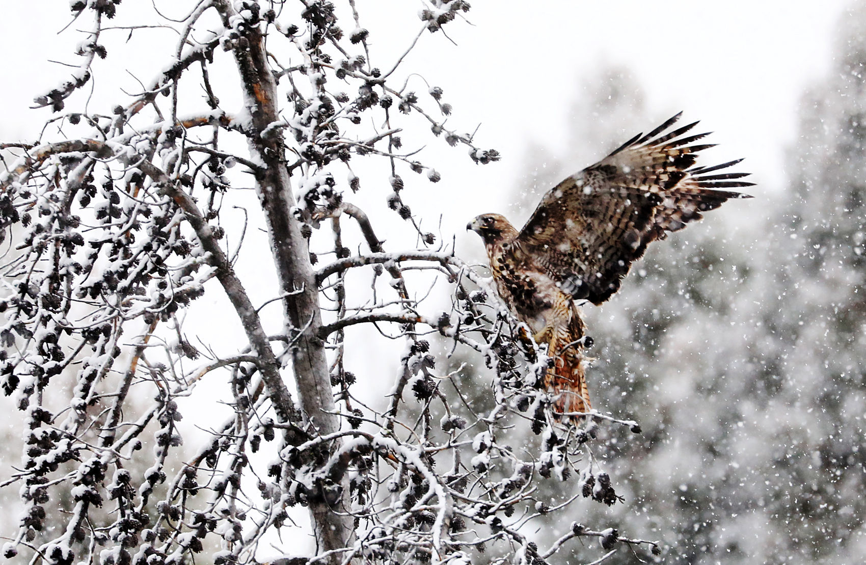 Winter comes to the mountains